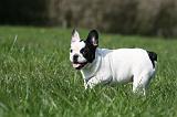 BOULEDOGUE FRANCAIS 1065